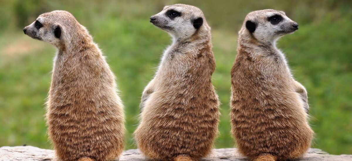 Metropolregion: Kultur-Highlights der zweiten Februar Hälfte