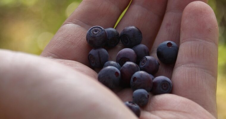 Bio-Lebensmittel gefragt wie nie